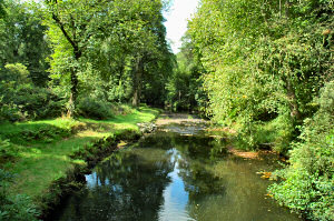 Picture of a river surrounded by trees