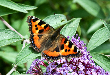 Picture of a butterfly on some flowers