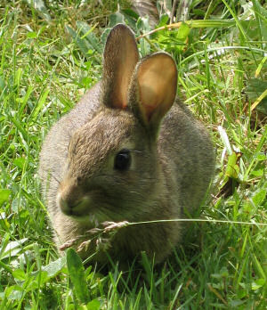 Picture of a young rabbit grazing