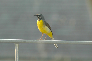 Picture of a small yellow bird