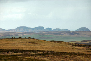 Picture of deer on a hill, a distinctively shaped hill in the background