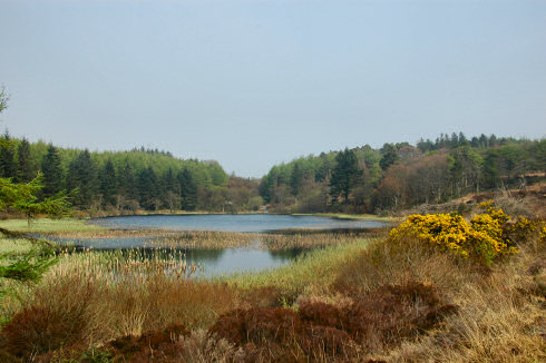 Picture of a calm loch (lake) surrounded by trees and wild landscape