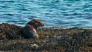 Picture of an otter