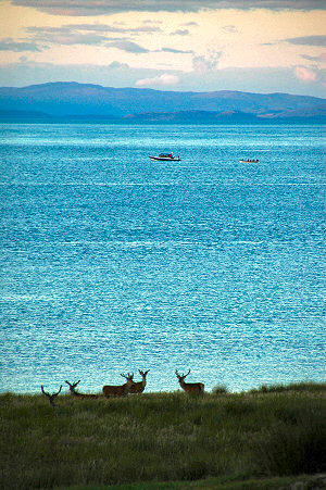 Picture of a skiff following a rigid inflatable, watched by deer on the shore