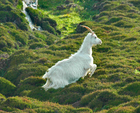 Picture of a wild goat jumping over some heather