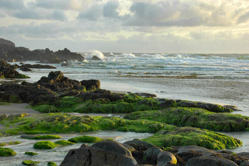 Picture of a beach with waves breaking in the late evening sunlight. Colourful green algae over some of the rocks
