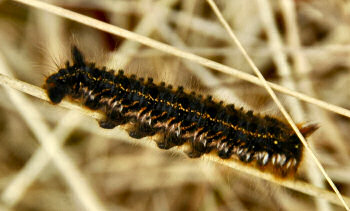 Picture of a caterpillar