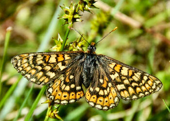 Picture of a Marsh Fritillary butterfly