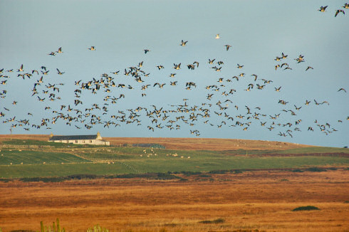 Picture of hundreds of geese flying over a field with a cottage in the distance