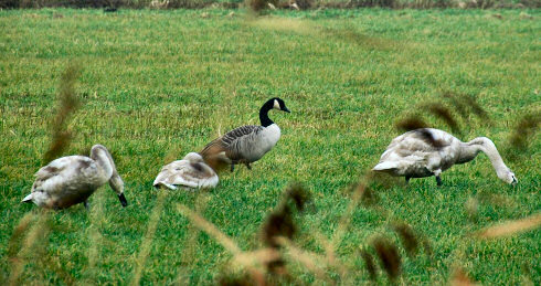 Picture of a Canada Goose with 3 young Swans