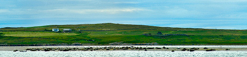 Picture of a panoramic view over a sandbank with dozens of seals