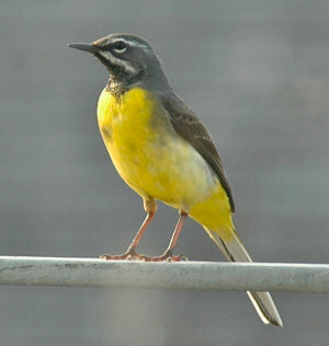 Picture of a grey wagtail, sitting on a metal rail