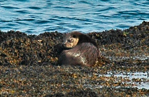 Picture of an otter sitting on some seaweed near the water