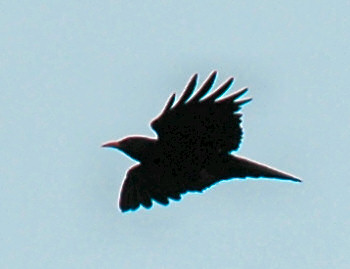 Picture of the silhouette of a chough in mid flight