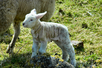 Picture of a very young lamb