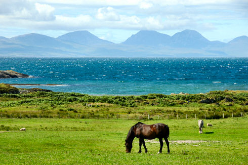 Picture of some distinctive mountains (The Paps of Jura) seen from another island (Isle of Gigha). Horses on a field in the foreground