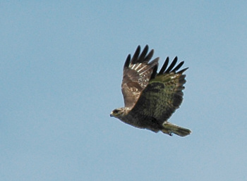 Picture of a buzzard in full flight