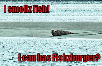 Picture of a seal with a lolcat style caption