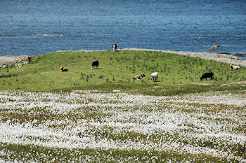 Picture of cattle grazing close to the sea shore, cotton grass in the foreground