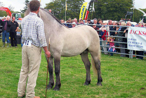 Picture of a pony held by its owner at an agricultural show