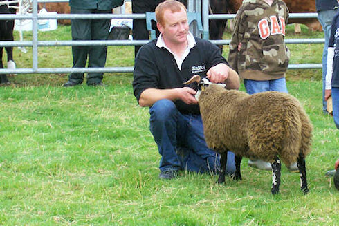 Picture of a lamb with its owner at an agricultural show