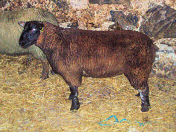 Picture of a brown lamb