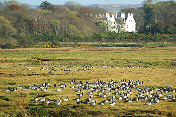 Picture of a large white house with salt marshes and geese in the foreground