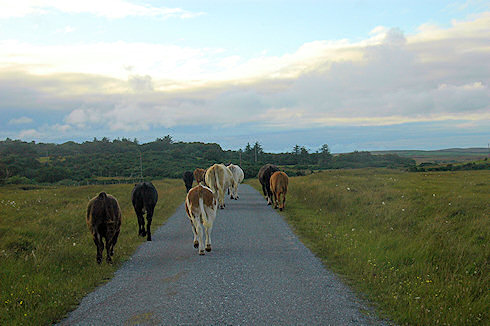 Picture of a herd of cattle walking on a single track road