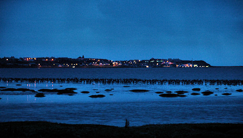 Picture of geese roosting on mud flats with a village in the background, at last daylight