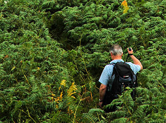 Picture of a walker finding his way through shoulder high bracken