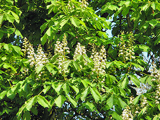 Picture of chestnut blossoms
