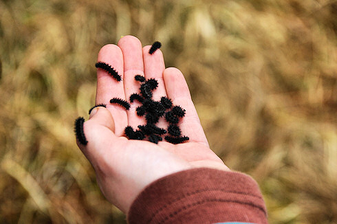 Picture of a dozen caterpillars on a young girls hand