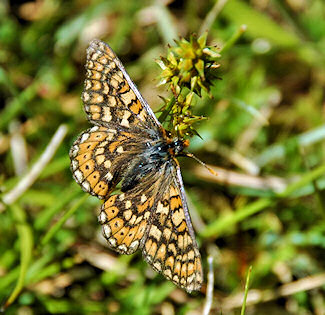 Picture of a Marsh Fritillary on some grassland