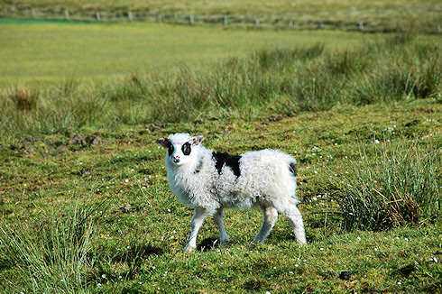 Picture of a lamb with black wool around both eyes, but otherwise mostly white