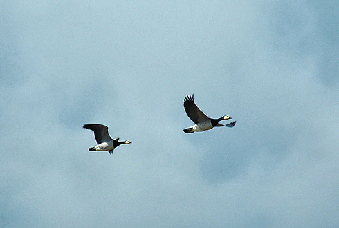 Picture of 2 Greenland Barnacle Geese in flight
