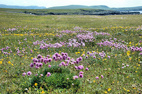 Picture of a colourful machair on Islay, hills and sea in the background
