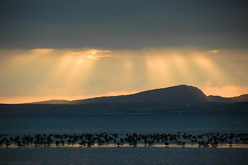 Picture of geese roosting on a sea loch, dramatic late afternoon light in the background