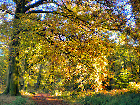 Picture of a large tree in a woodland in its autumn colours