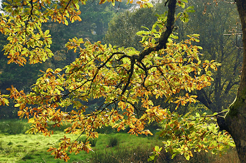 Picture of leaves on a branch in their autumn colours, illuminated by the sun