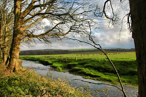 Picture of trees having lost their leaves in the autumn standing next to a small river