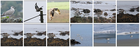 Screenshot of a collection of bird pictures