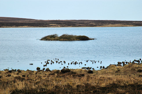 Picture of a small crannog in a loch