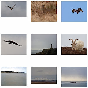 Screenshot of thumbnails of various pictures by Scott Lamont