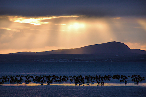 Picture of geese roosting on a sea loch, low afternoon sun and the other side of the loch in the background
