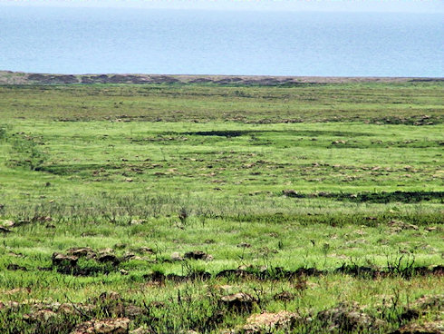 Picture of some green shoots on an area devastated by a wildfire a few weeks earlier
