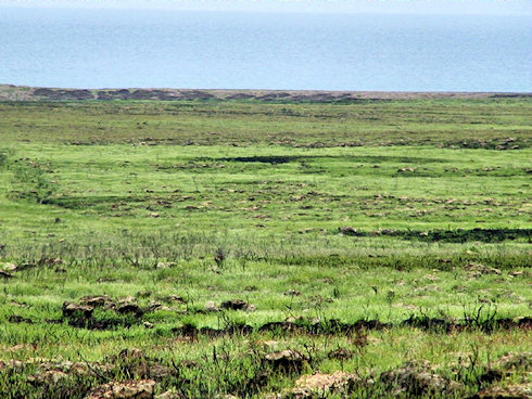 Picture of some green shoots on an area devastated by a wildfire a few weeks earlier