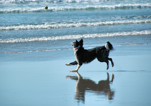 Picture of a border collie chasing a tennis ball on a beach, the ball in mid air