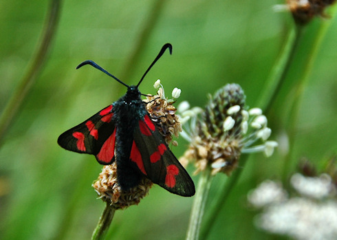 Picture of a Six-Spot Burnet Moth on some wild grass