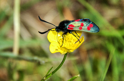 Picture of a Six-Spot Burnet Moth on a buttercup flower