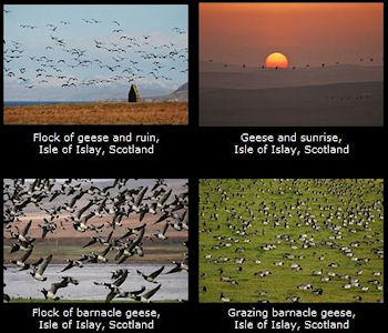Screenshot of four pictures of Geese from a gallery